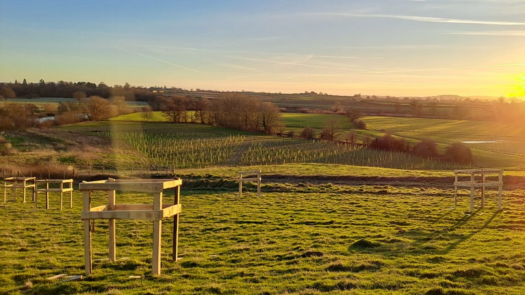 A view of newly planted trees at The Weir. Each tree has a handmade wooden tree guard. The sun is setting casting a warm glow across the fields.